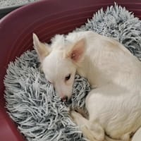 TOUDOU QCN, chien à adopter
