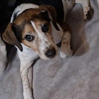 Lucky, chien à adopter