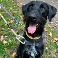 TITOU PAA23081, chien à adopter