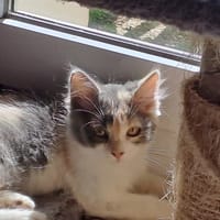 DEENA (réservée), chatte à adopter