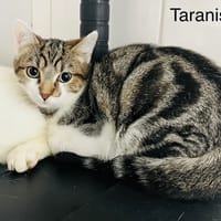 Taranis, chatte à adopter