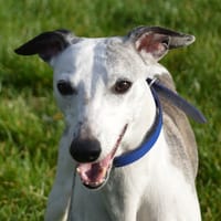 OREO CHAO, chien à adopter