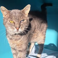 POOF, chat à adopter