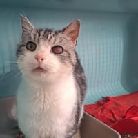 BABEL, chat à adopter