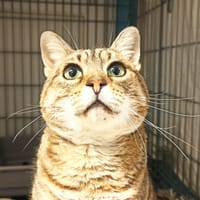 Térérond, chat à adopter
