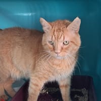 Bleuet, chat à adopter