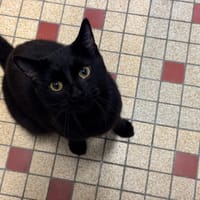 Tutafé, chat à adopter