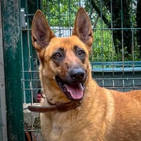 Théos, chien à adopter