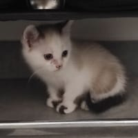 CHAMALLOW, chat à adopter