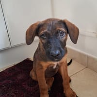 LUMA, chiot Berger Créole femelle, chienne à adopter