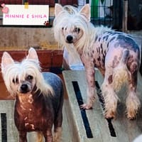 Minnie e Shila, cane femmina da adottare