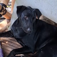 HIERROS Mâle junior Berger Créole, chien à adopter
