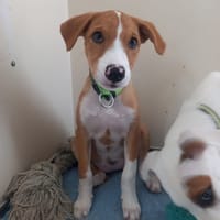 ZÉLIE, chiot femelle Berger Créole, chienne à adopter