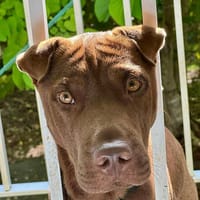 Pollux, mâle croisé shar pei, né le 03/06/2024🐶, chien à adopter