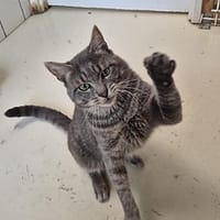 Velcro, chat à adopter