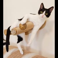 NOOMI, chatte à adopter