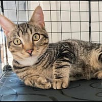 ANATOLE, chat à adopter