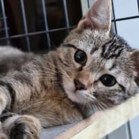 RAV, chat à adopter