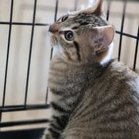 ARISTO, chat à adopter