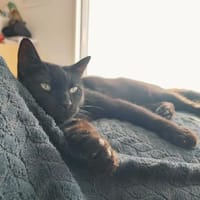 ALOHA, chatte à adopter