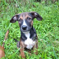 YUKI, chiot Berger Créole mâle, chien à adopter