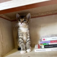 GRIZ, chaton mâle européen, chat à adopter