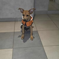 🐾 À L’ADOPTION – STORM, le petit timide au cœur tendre ! 🐾, chien à adopter