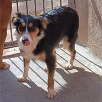 GRETA, chienne à adopter