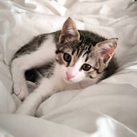 BLOOM, chatte à adopter
