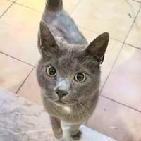 Mallow, chat à adopter