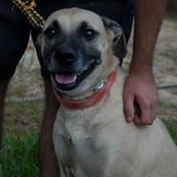 SAMMY (Maria), chienne à adopter