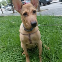 RIGO (Maria), chien à adopter