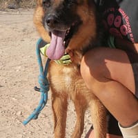 LUISA (Maria), chienne à adopter