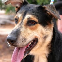 CLARA (Maria), chienne à adopter