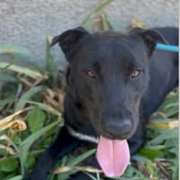 UNJOY, chien à adopter