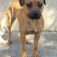 ADELAIDE, chienne à adopter