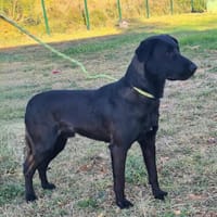 UBER, chien à adopter