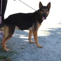 TESS, chienne à adopter