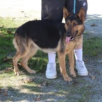 SARLAT, chienne à adopter