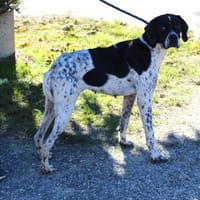 RAPHIA, chienne à adopter