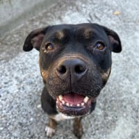 RANA, chienne à adopter