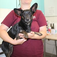 OLGA, chienne à adopter