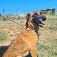 NEXUS, chien à adopter