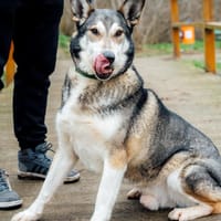 Odi, pies do adopcji