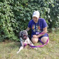 Blues, pies do adopcji