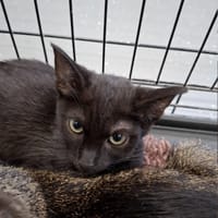 Bambulek, kot do adopcji