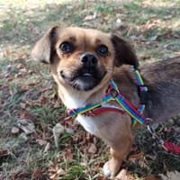 Rysia, suczka do adopcji