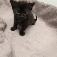 Jadwisia, kotka do adopcji