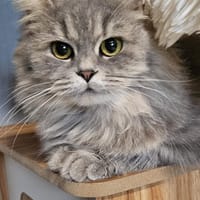 Mia, Katze zur Adoption