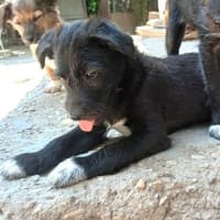 Carol möchte reisen, Hund zur Adoption